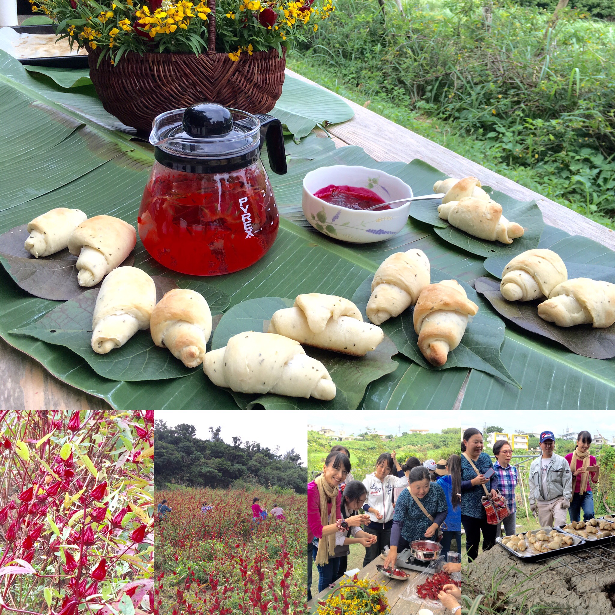 （伝統野菜研究会）-活動報告-沖縄食育ツアー　ローゼル収穫体験など